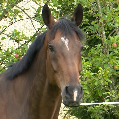 TheHorseIE's profile picture
