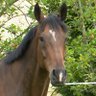 TheHorse.ie's profile picture