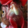 Oldrooster's profile picture