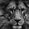 LionNoir's profile picture