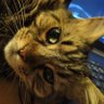 Cennet's profile picture