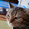 タツギーノ 的头像