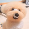 トリミングサロン ☆わんシャンロハス☆ 🍖🎹🐶✂🛀 profil fotoğrafı