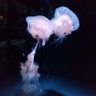 Фото профиля k.misako
