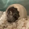 味ぽん太郎(ゆきしろ) 的头像