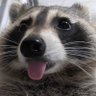 Profilbild von Otter Raccoon