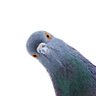 Profilbild von butoni mousseline