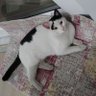 Фото профиля Biriskambilfalı