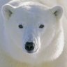 Фото профиля PolarBear