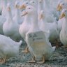 Rozpuštěný a vypuštěný profil fotoğrafı