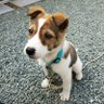 Profilbild von 🐕️🐕️ゴンくん🐕️🐕️