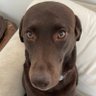 Shmeegsss's profile picture