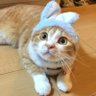ともり 的头像