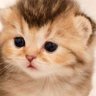 Neko 的头像
