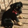 Pucca999 profil fotoğrafı