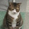 シノハラ's profile picture