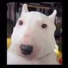 Digital Dump's profile picture