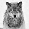 Lobo Gris's profile picture
