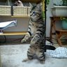猫の毛はマオマオ 的头像