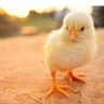 chick's world's profile picture