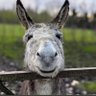 Profilbild von DW