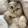 猪哲达 的头像