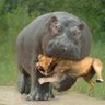 キングヒッポ profil fotoğrafı