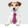 mysterypet's profile picture