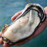 Profilbild von King Oyster