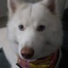 I Aika's profile picture