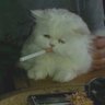 死にたい's profile picture