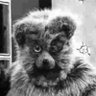 Bungle's profile picture