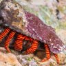 Фото профиля HermitCrabs4Harris