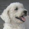ARA's profile picture