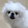 よし's profile picture