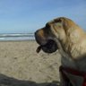 H profil fotoğrafı