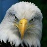 عماد الدين منصور's profile picture