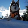 just cranky's profile picture
