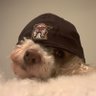 DailyProgress's profile picture
