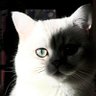 Profilbild von 林溪