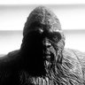 Handsomesquatch 的头像