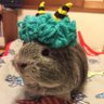 Profilbild von ハクおじさん