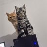 白泥嘛的嫖 profil fotoğrafı
