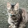 BOCAH INGUSAN profil fotoğrafı