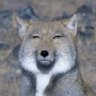 Profilbild von あ
