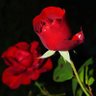 Фото профиля GhazalKoshish