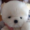 dafiko's profile picture