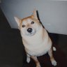 ゆー's profile picture