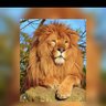 Leo ♌️ profil fotoğrafı