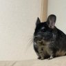 でらいと_qdo 的头像